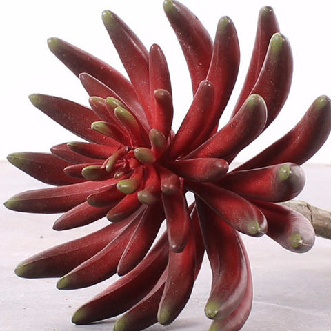 Flower Cactus Red