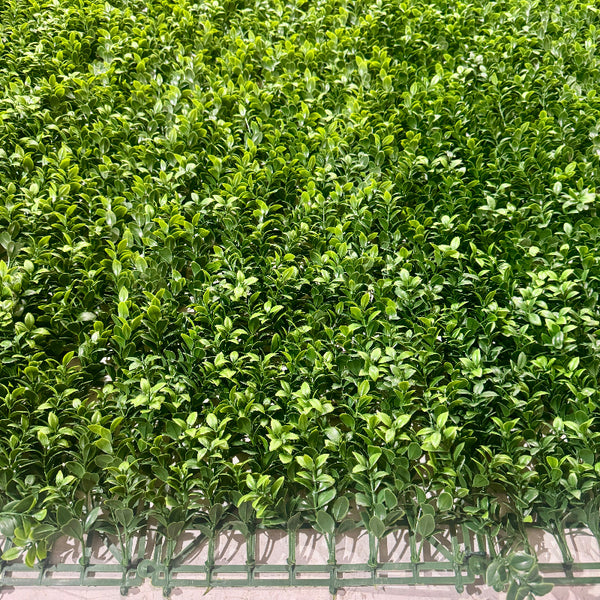 Boxwood Backdrop