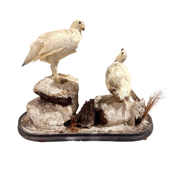 Taxidermy Birds Holly