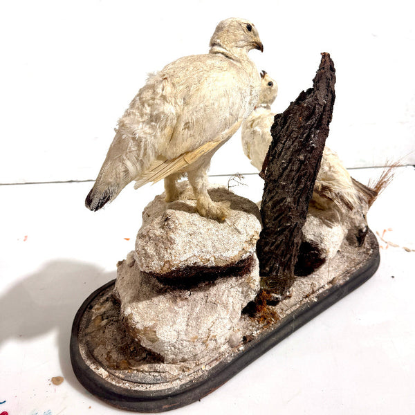 Taxidermy Birds Holly
