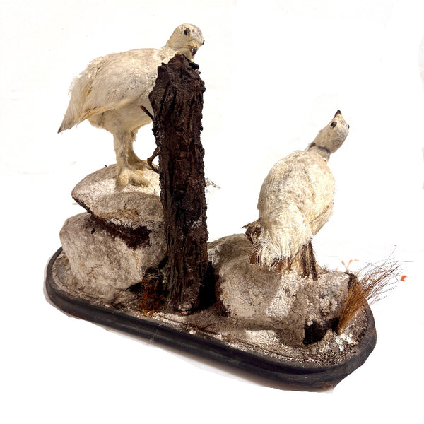 Taxidermy Birds Holly