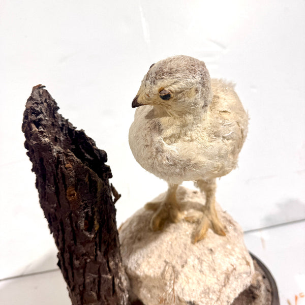 Taxidermy Birds Holly