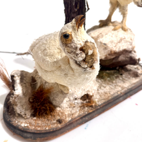 Taxidermy Birds Holly