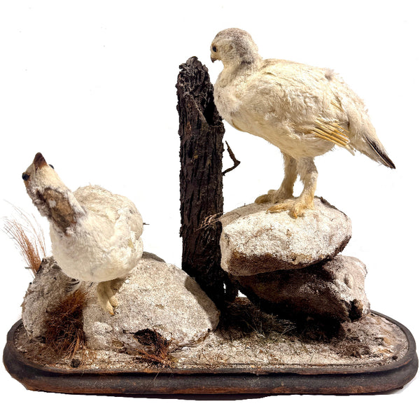Taxidermy Birds Holly