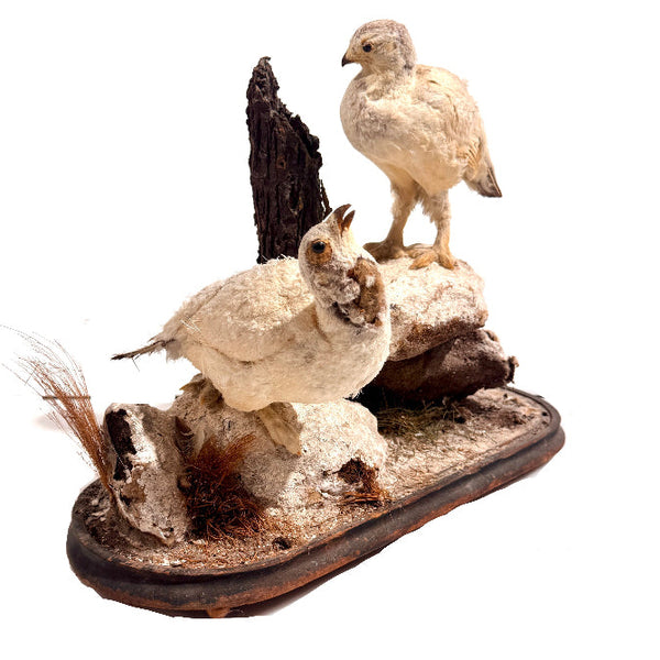 Taxidermy Birds Holly