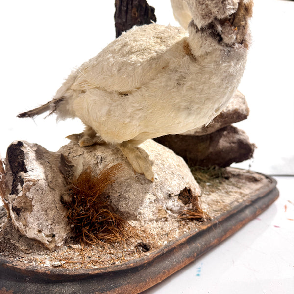 Taxidermy Birds Holly