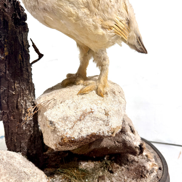 Taxidermy Birds Holly