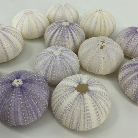 Shells Purple Sea Urchin
