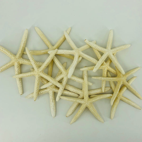 Shells Star Fish