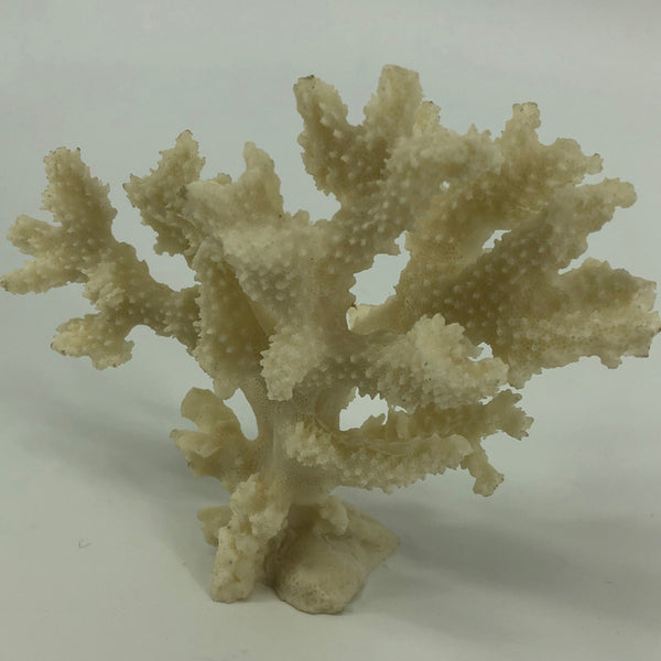 Shell Standing Coral