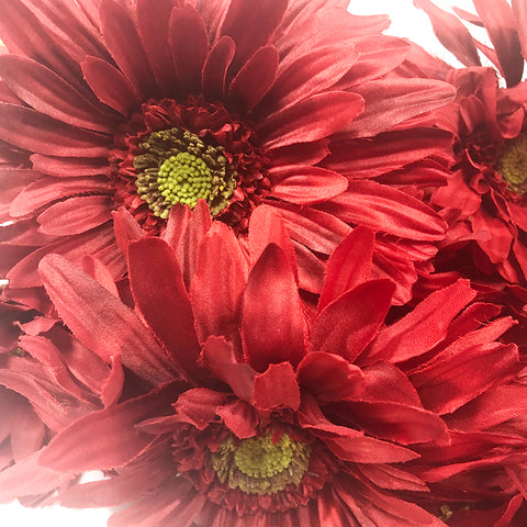 Flowers Daisy Red