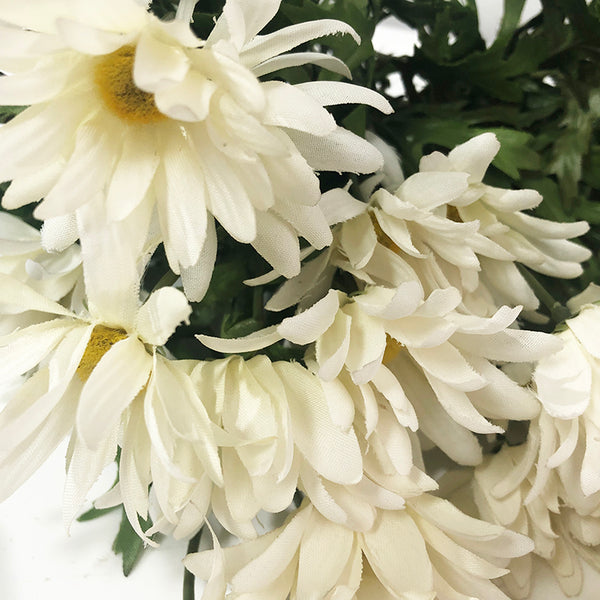 Flower Daisies White