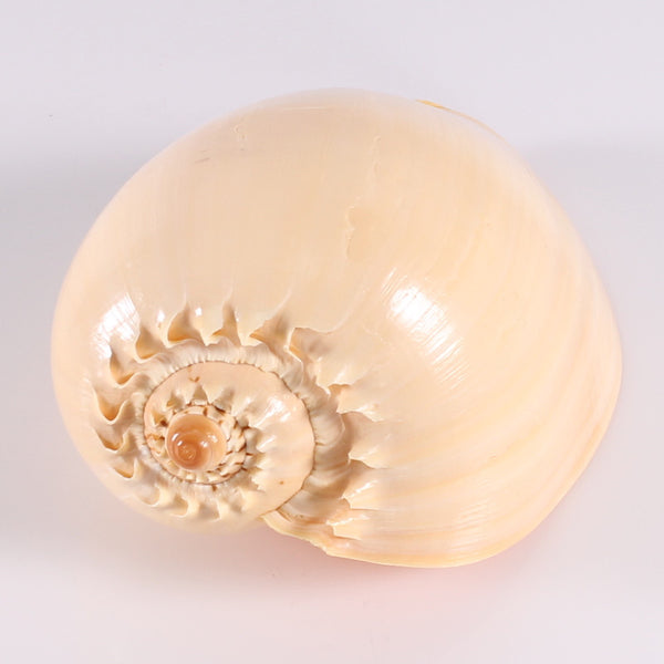 Shell Large Melon