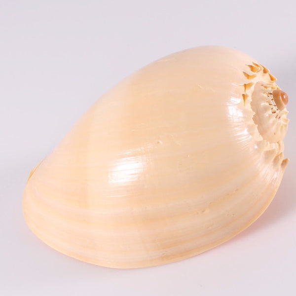 Shell Large Melon