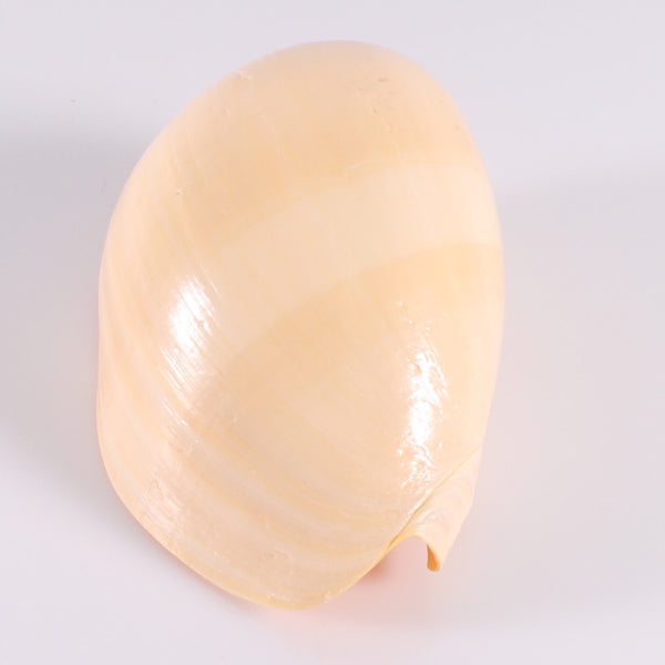 Shell Large Melon