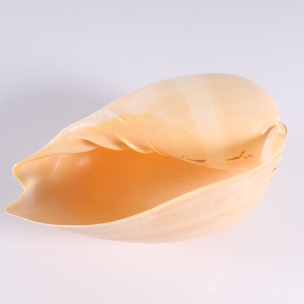 Shell Large Melon