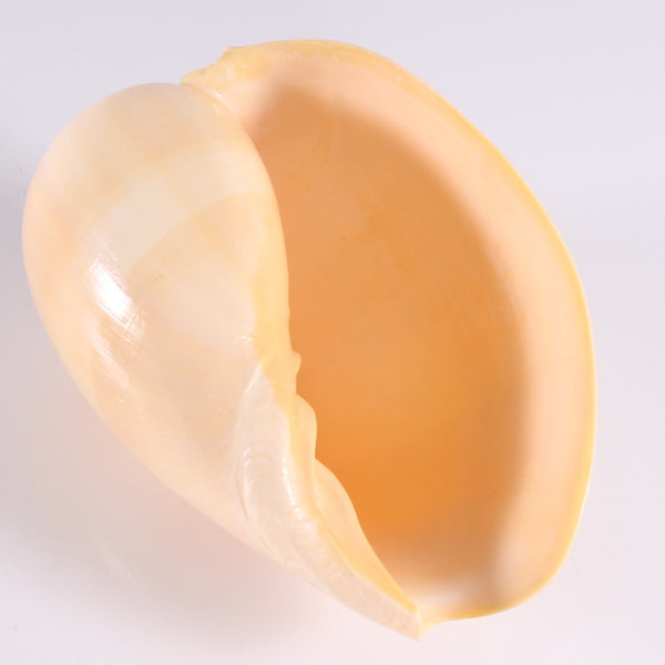 Shell Large Melon