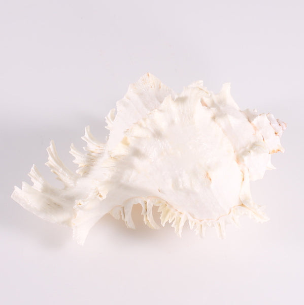 Shell Large Lace Murex