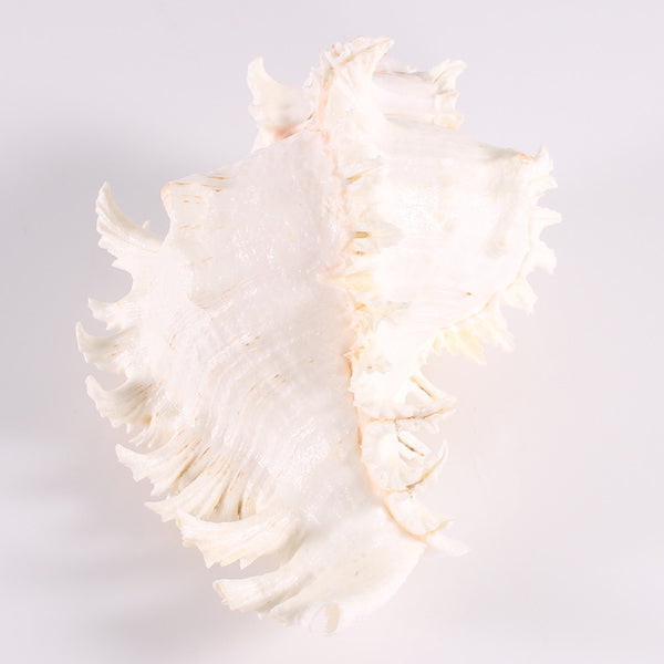 Shell Large Lace Murex