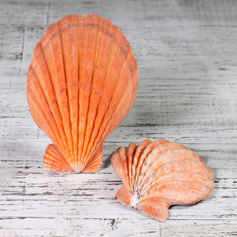 Shells Orange Bay Scallop