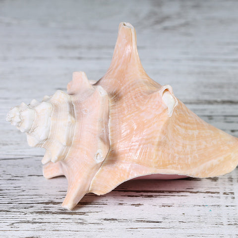Shell Conch