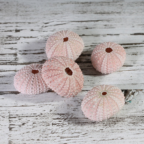 Shells Pink Sea Urchin