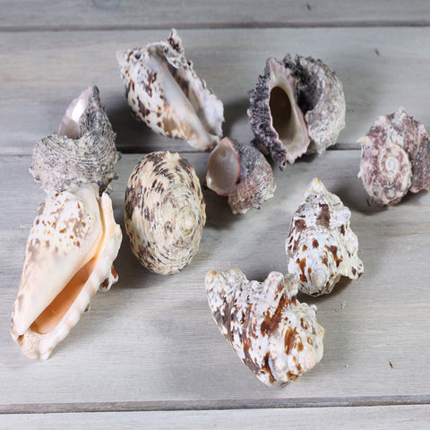 Shells Chestnut Turban Mixed