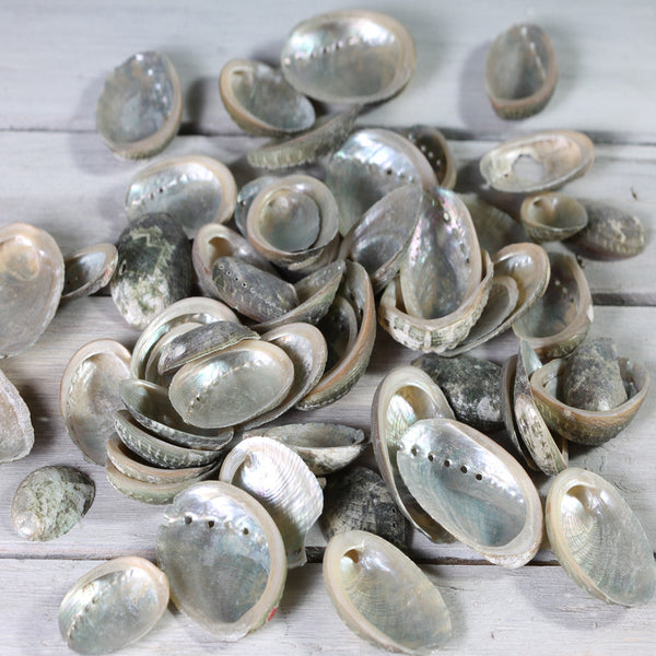 Shells Abalone