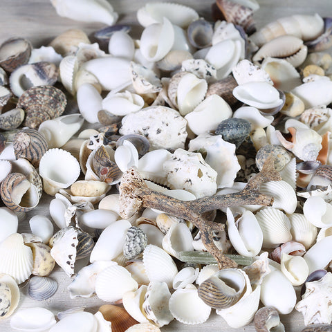Shells Assorted