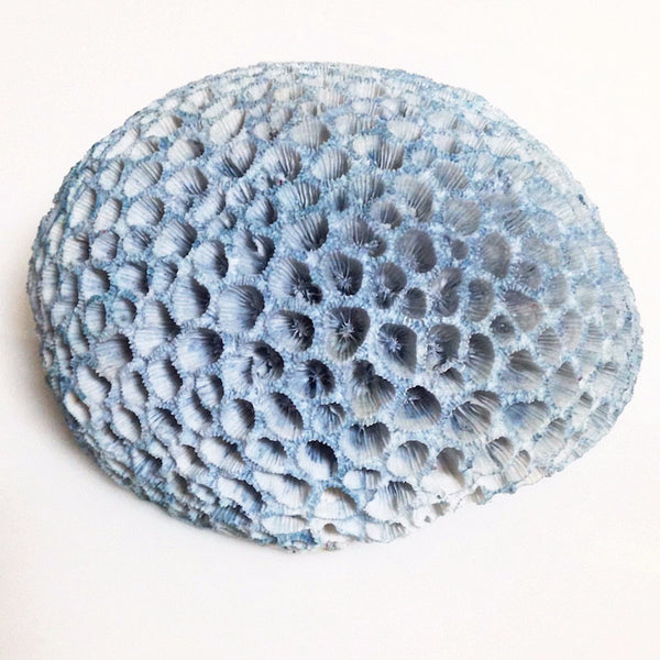 Shell Coral Blue