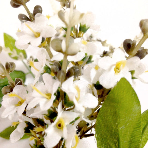 Flowers White Lupine