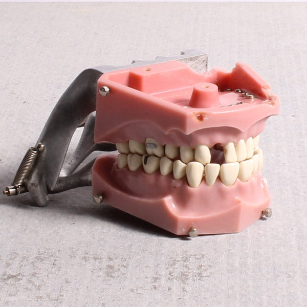 Teeth Model