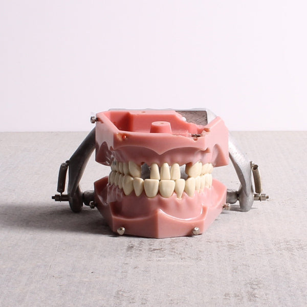 Teeth Model