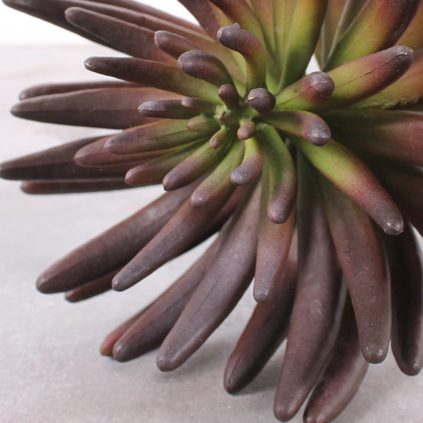 Flower Cactus Purple