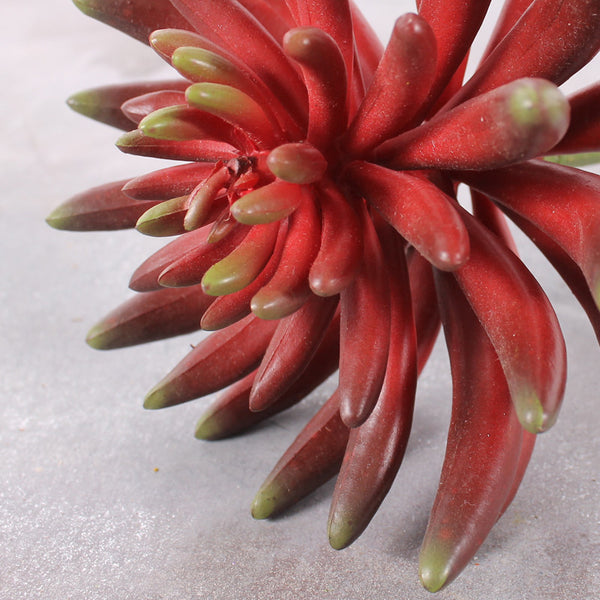 Flower Cactus Red