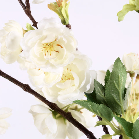 Flowers Cherry Blossoms White