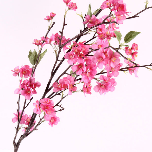 Flowers Cherry Blossom