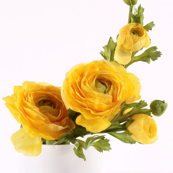 Flowers Ranunculus Yellow