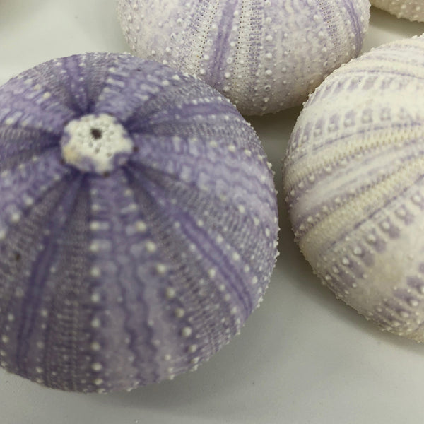 Shells Purple Sea Urchin